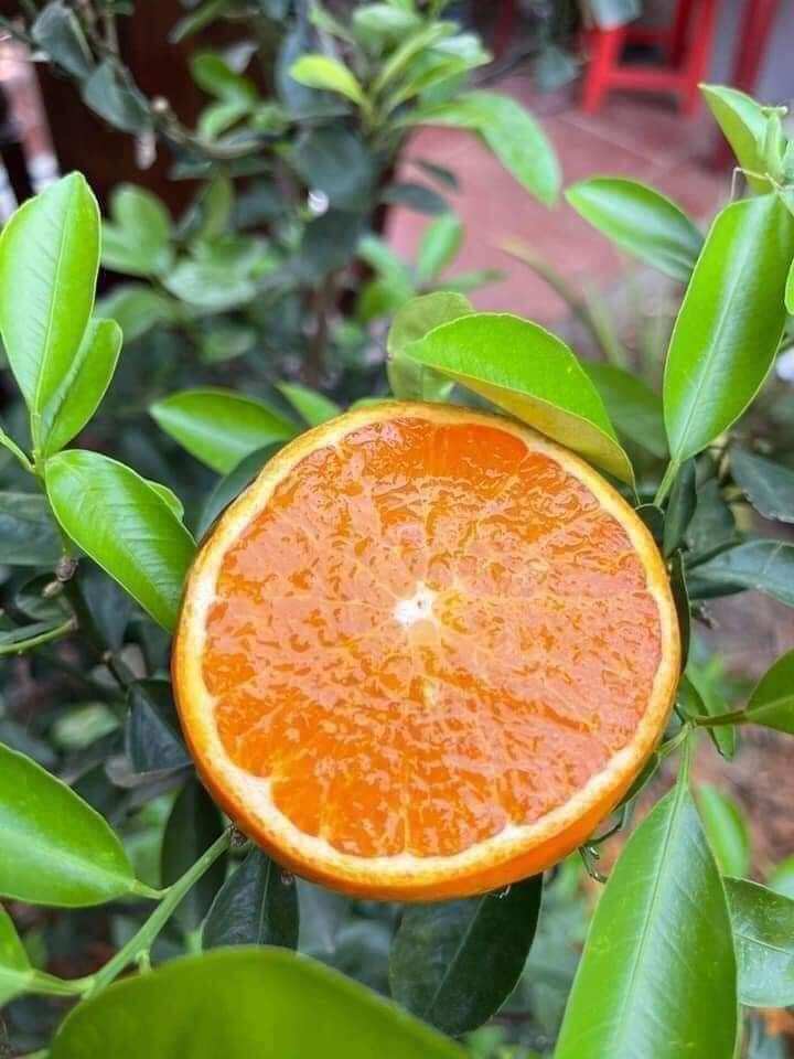 Cây giống quýt ngọt không hạt