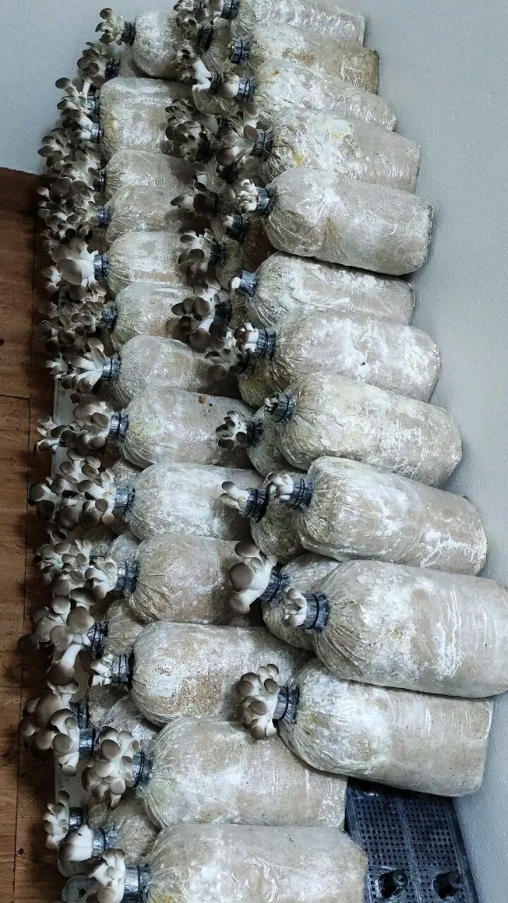 combo 15 phôi nấm bào ngư