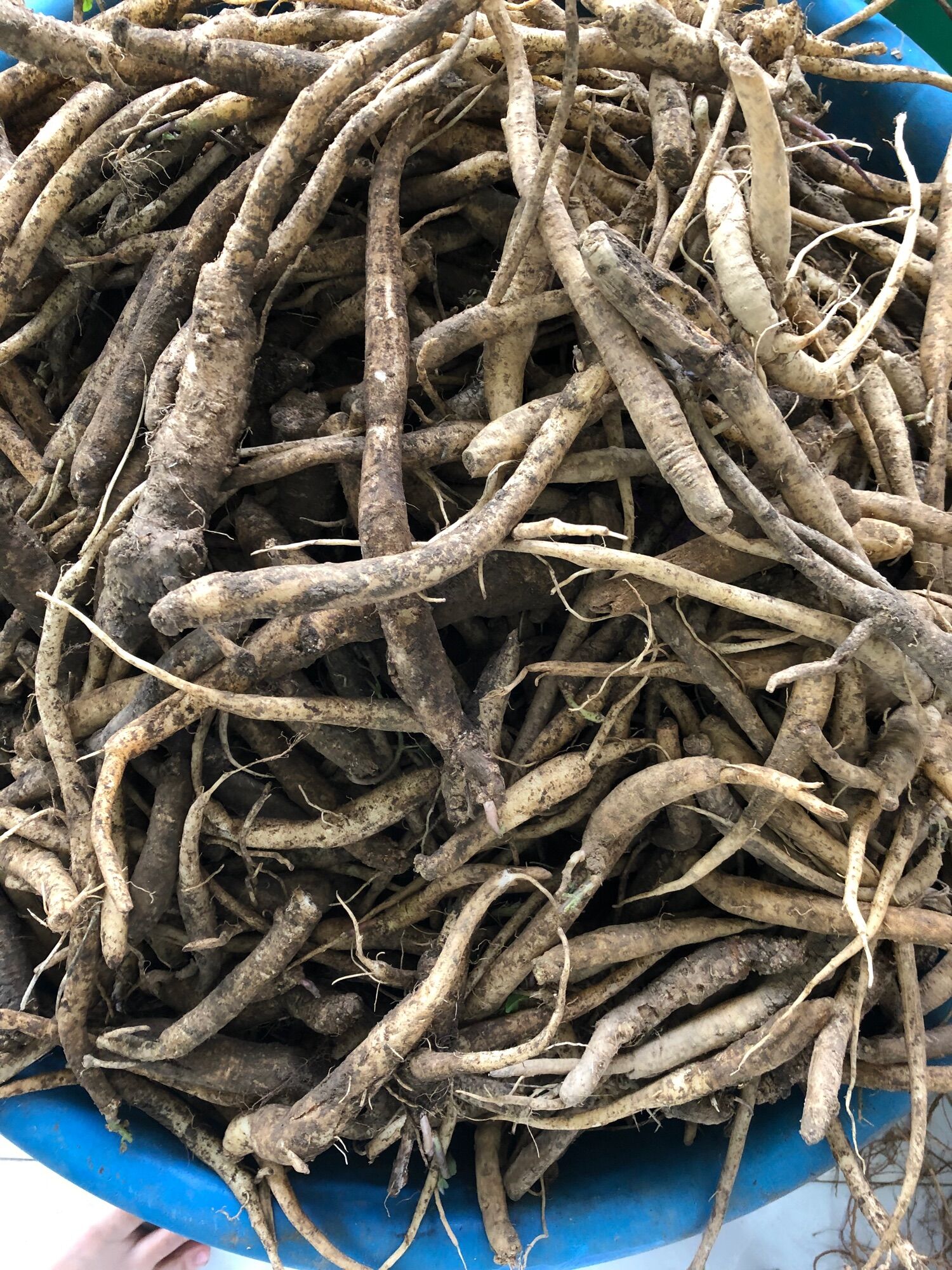 Đẳng sâm tươi hàng chọn (100k/kg)