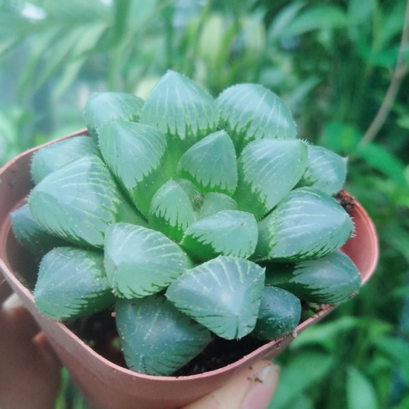 Sale 48% -Sen đá Haworthia guốc ngọc