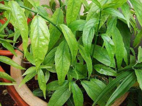 Cây Giống Cây bìm bịp