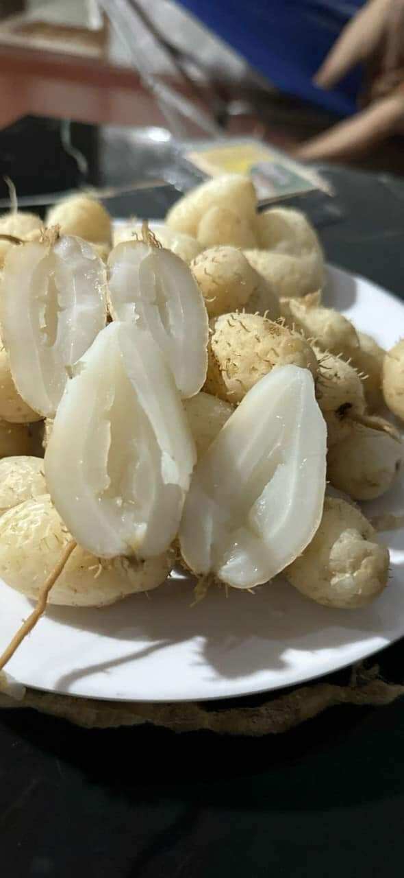 2Kg Củ LÙN Size trung chưa luộc bột ngon ngọt