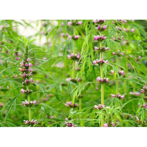 500gr cây ích mẫu khô hàng loại 1.