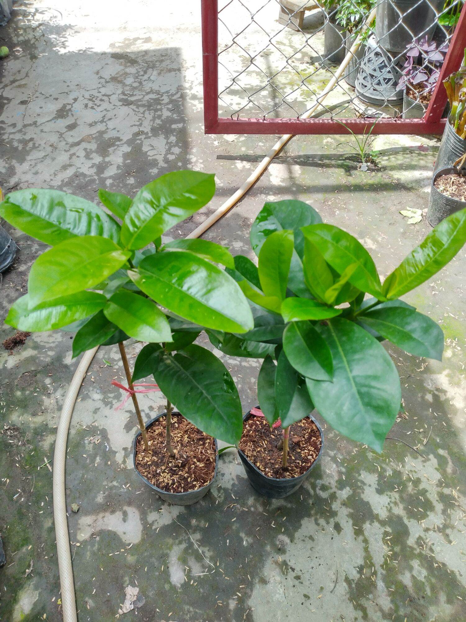 Cây bông Trang mỹ hồng 1 cốt