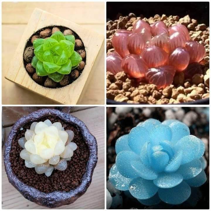 Hạt sen đá kim cương 30 - 250 hạt nhà vườn chọn lọc