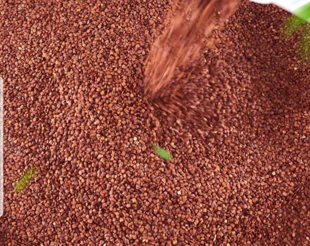 500gram hạt Ngũ Hoa - Hạt đình lịch Hạt to sạch