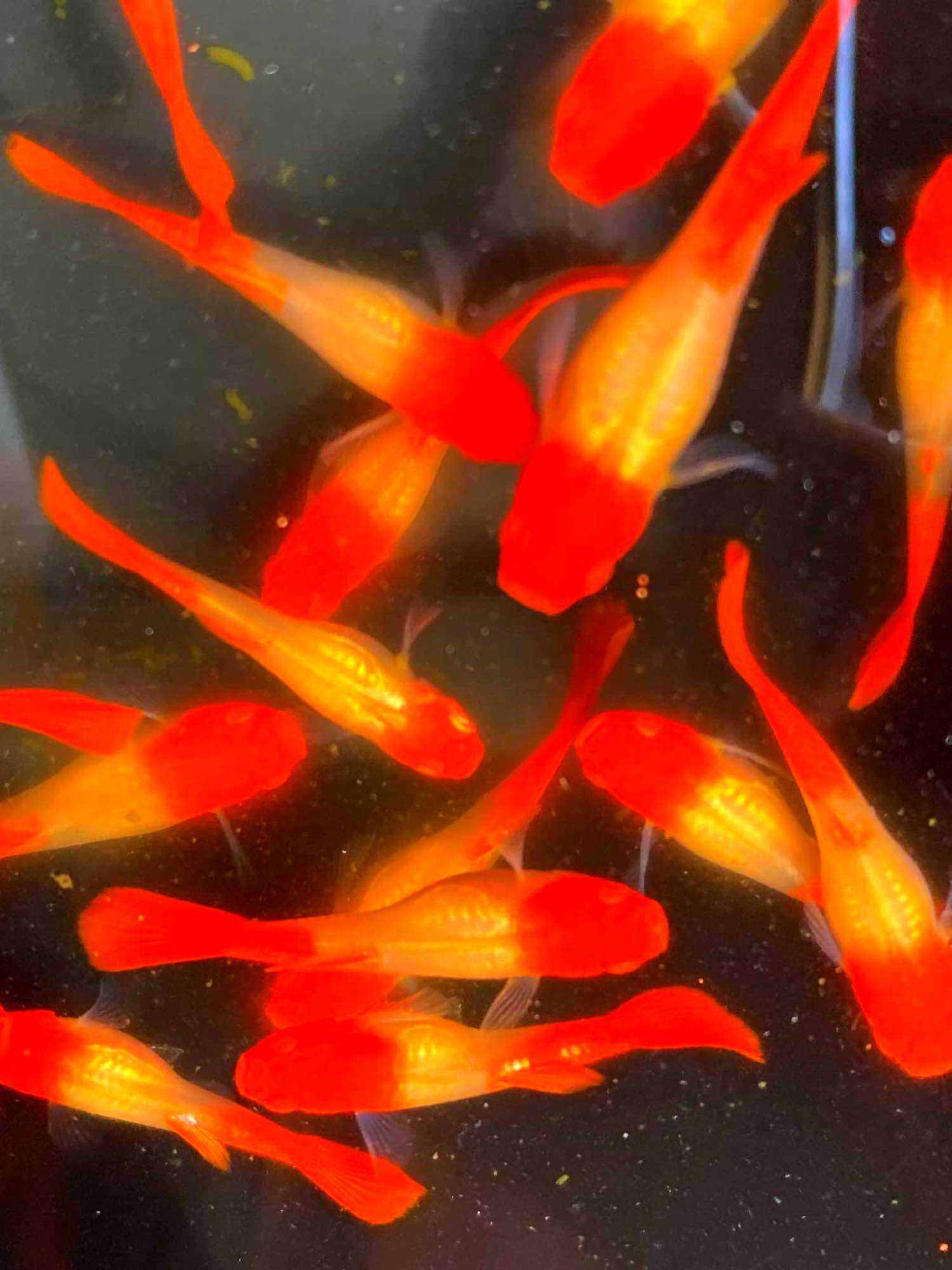 GUPPY 1 CẶP KOI RED