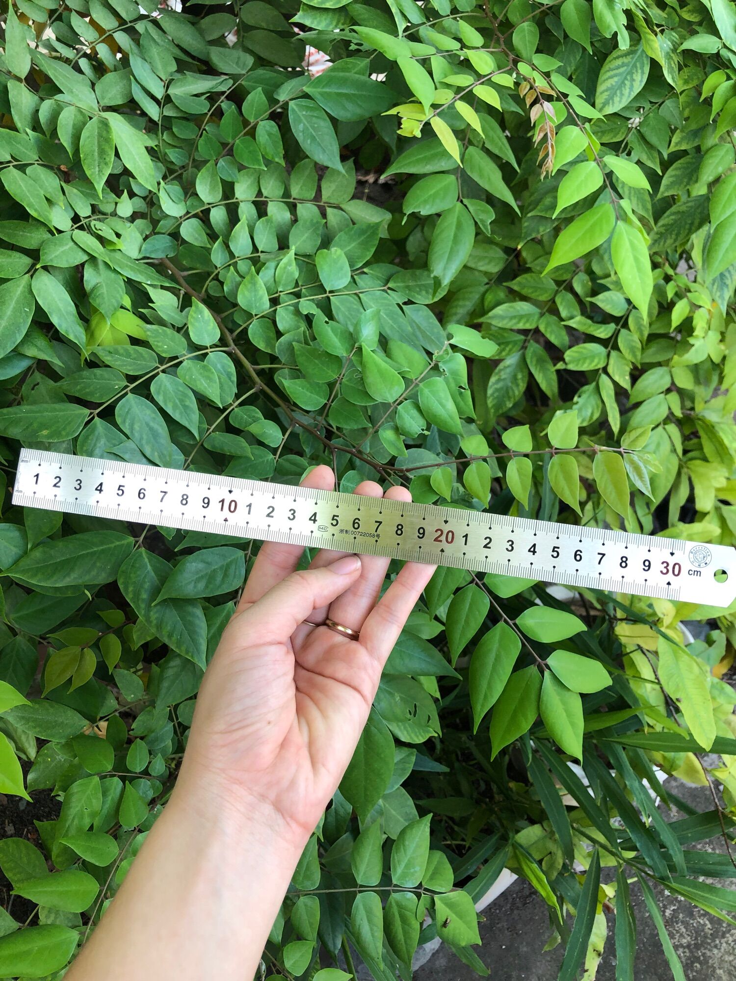 📏Thước lá, thước thẳng 30cm