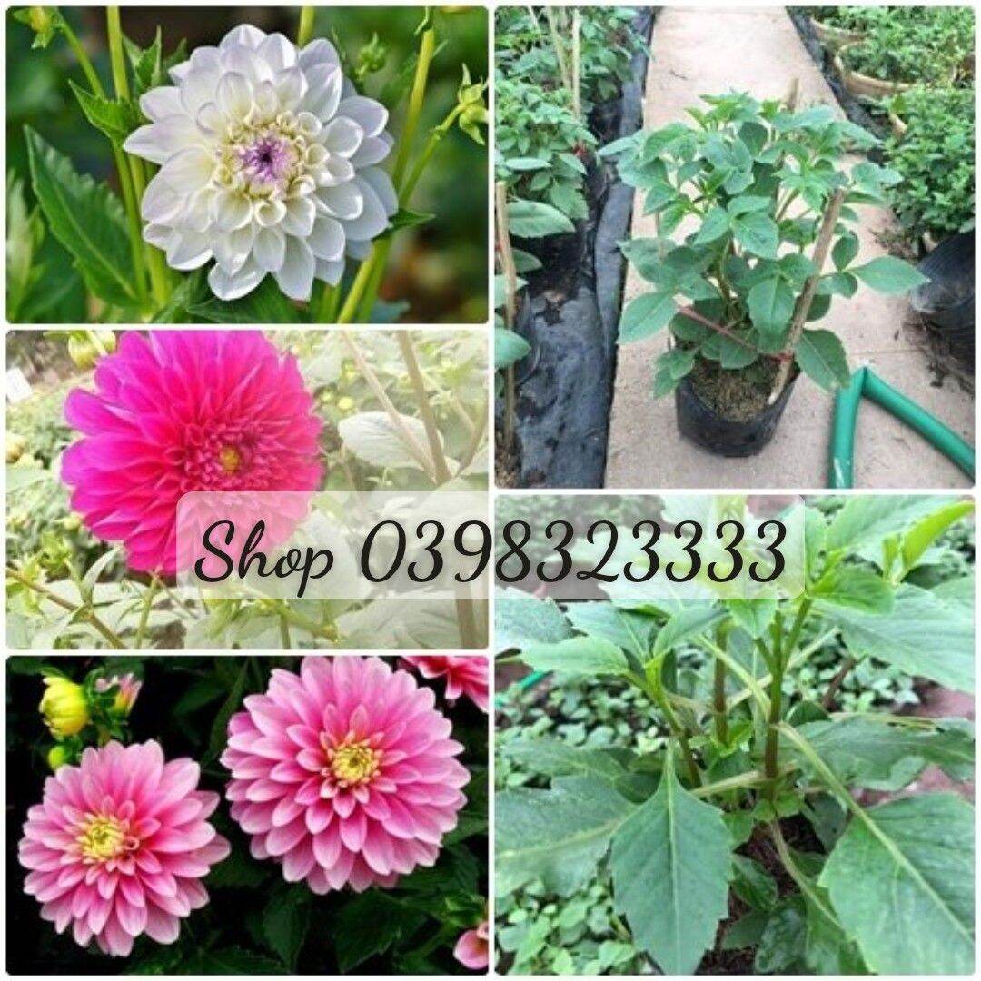 Cây giống hoa thược dược