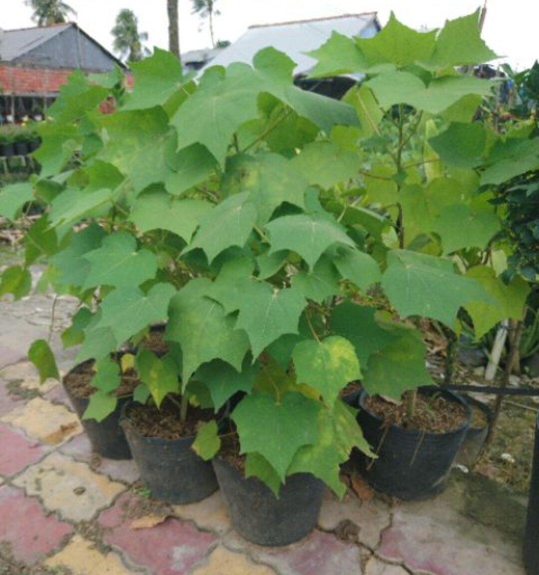 Cây hoa phù dung