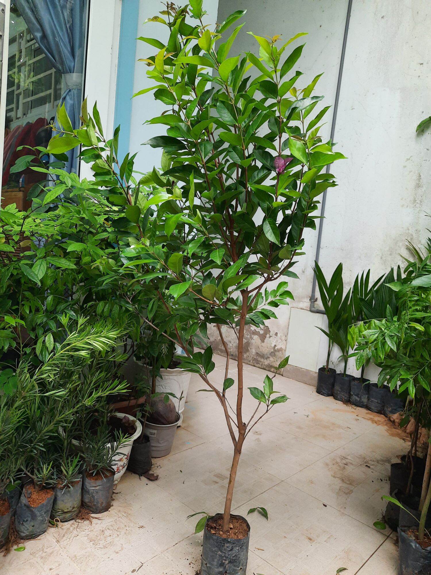 Boat Cassava Tree, Height 1m