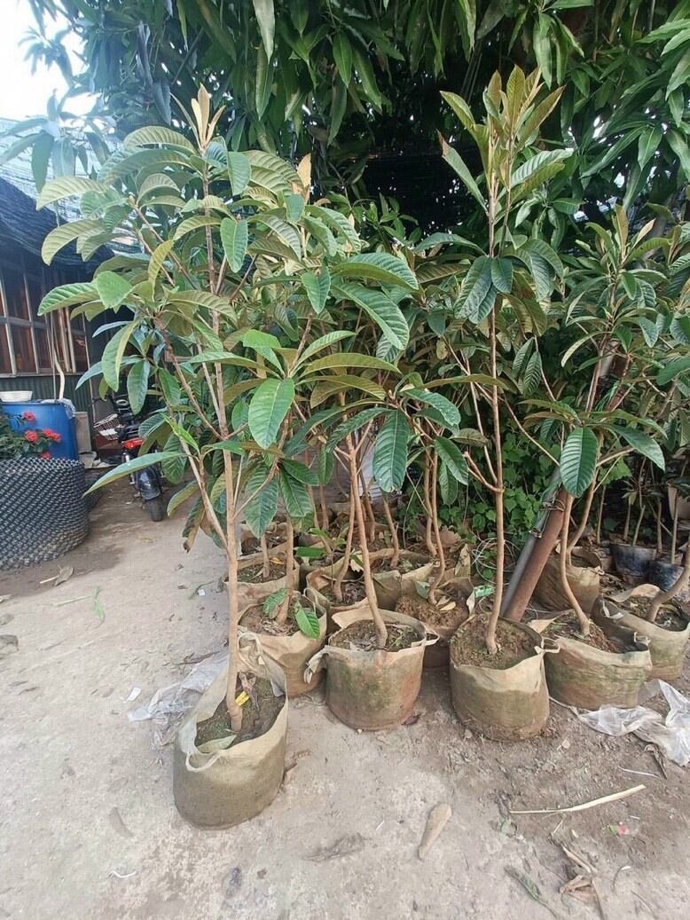 Cây giống biwa, tì bà, nhót Nhật
