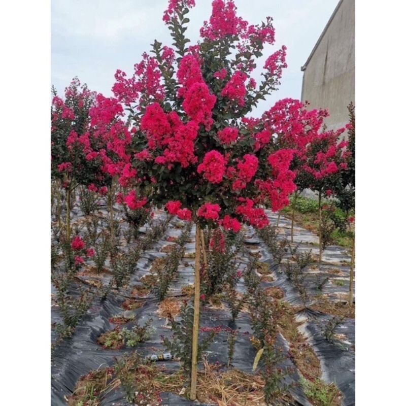 Cây giống hoa tường vy