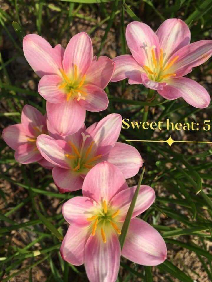 Củ huệ mưa ngoại Sweet heart hoa hồng sọc trắng
