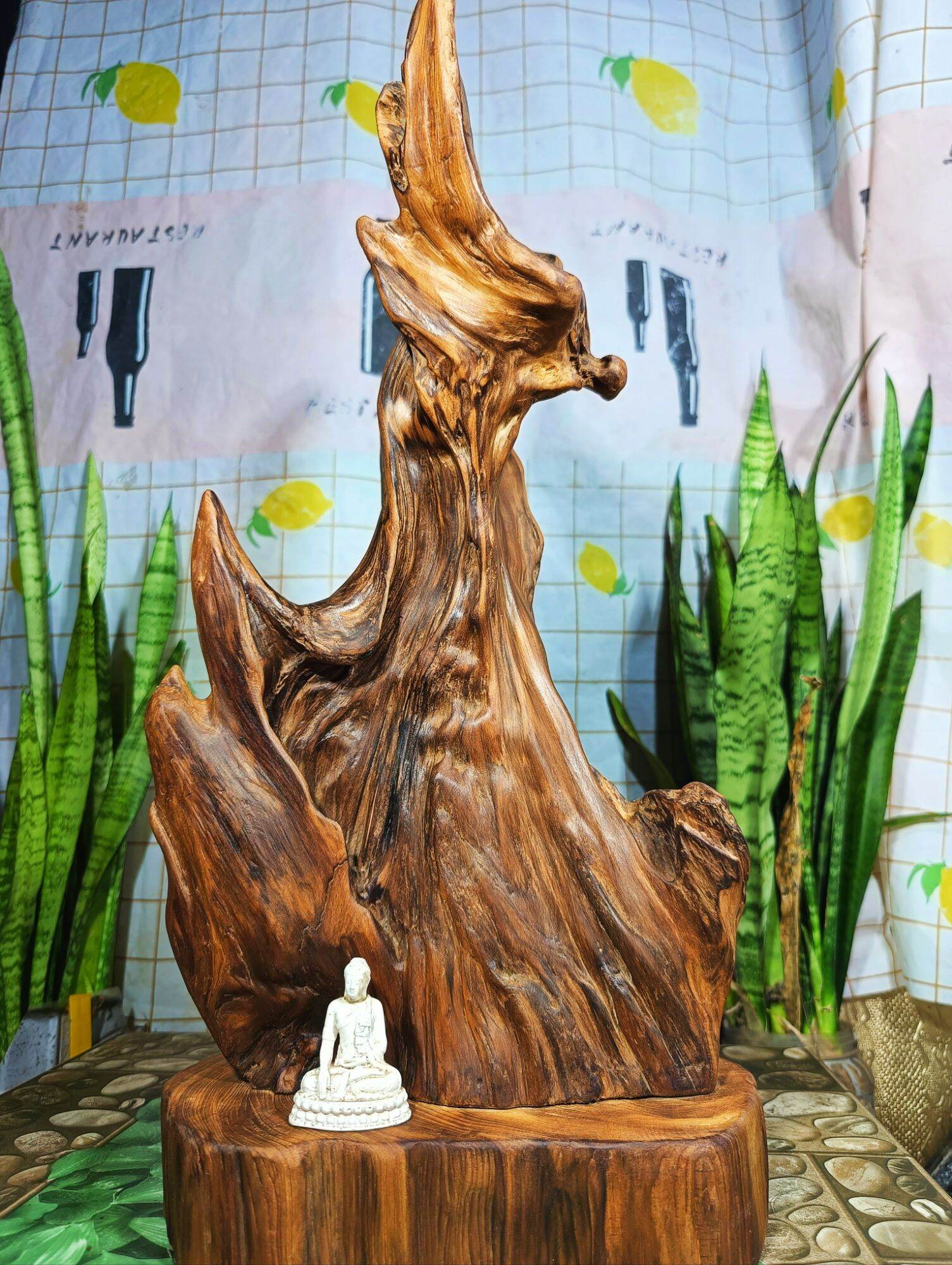 lũa ngọc am đỏ hà giang, hàng rễ nhiều dầu