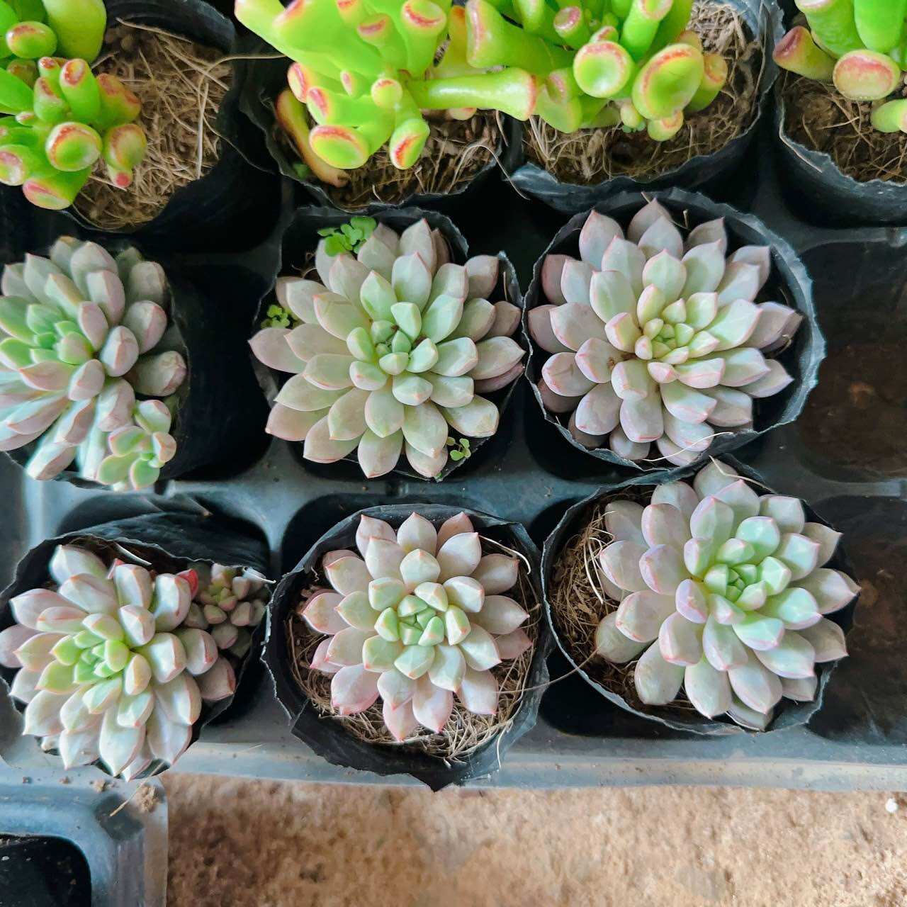 Sen đá sim tím cute size bầu