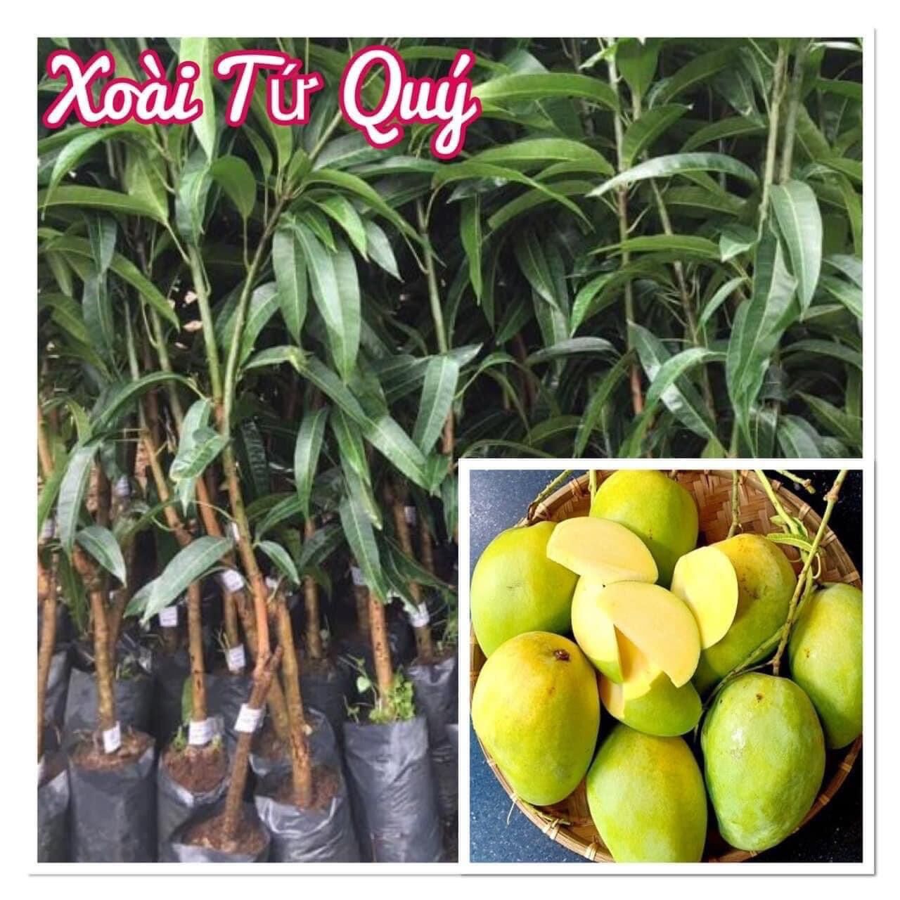 Cây giống Xoài Tứ quý