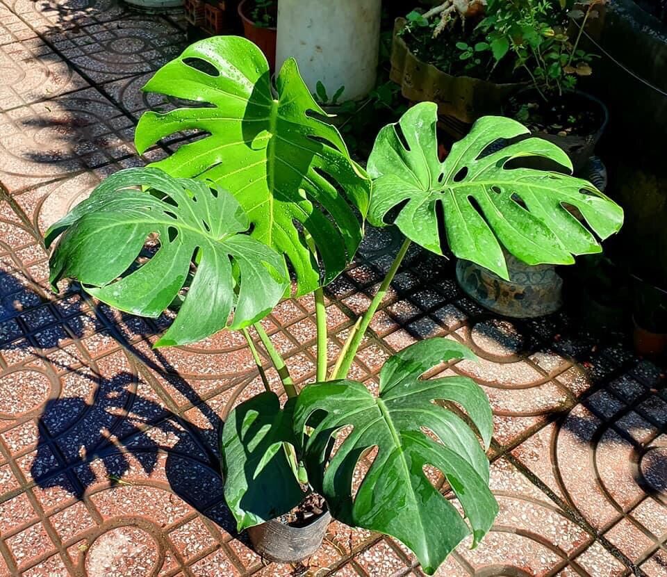 Cây trầu bà lá xẻ Nam Mỹ/ Monstera
