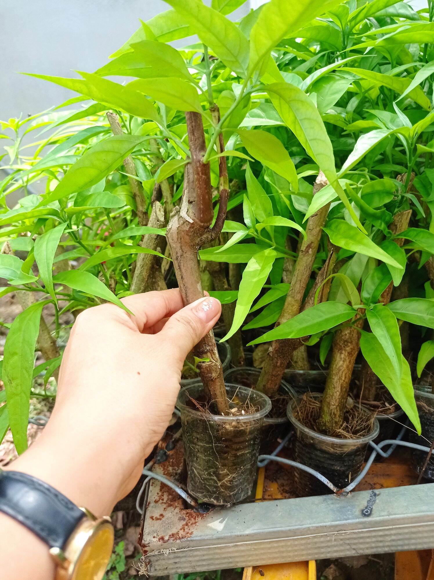 Hoàn Ngọc Trắng
