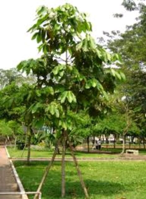 cây sao đen cao 60-70cm.