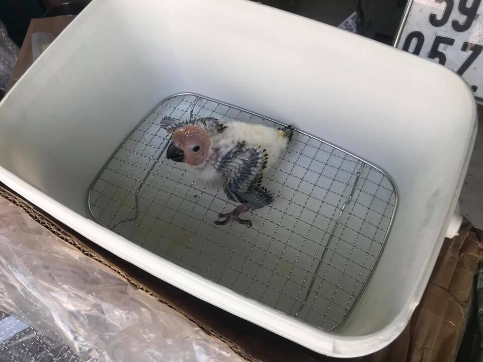 Vỉ lót nuôi chim non