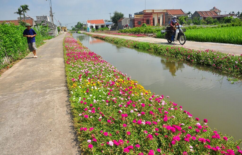 10 cành hoa mười giờ mix màu