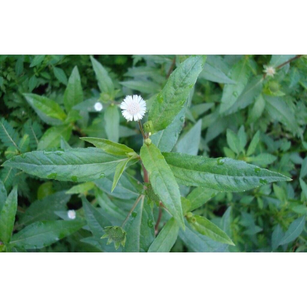 1kg Cây Cỏ mực( nhọ nồi) khô