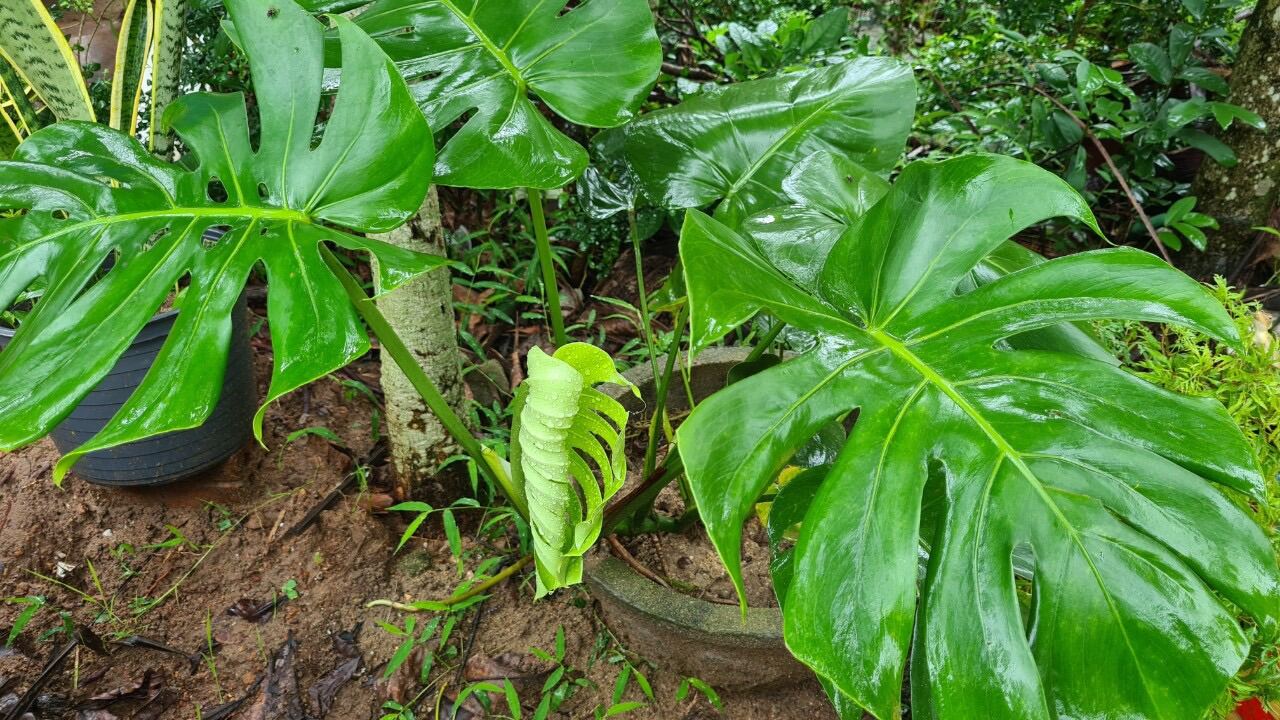 Cây Trầu Bà Lá Xẻ 45-60cm ảnh thật