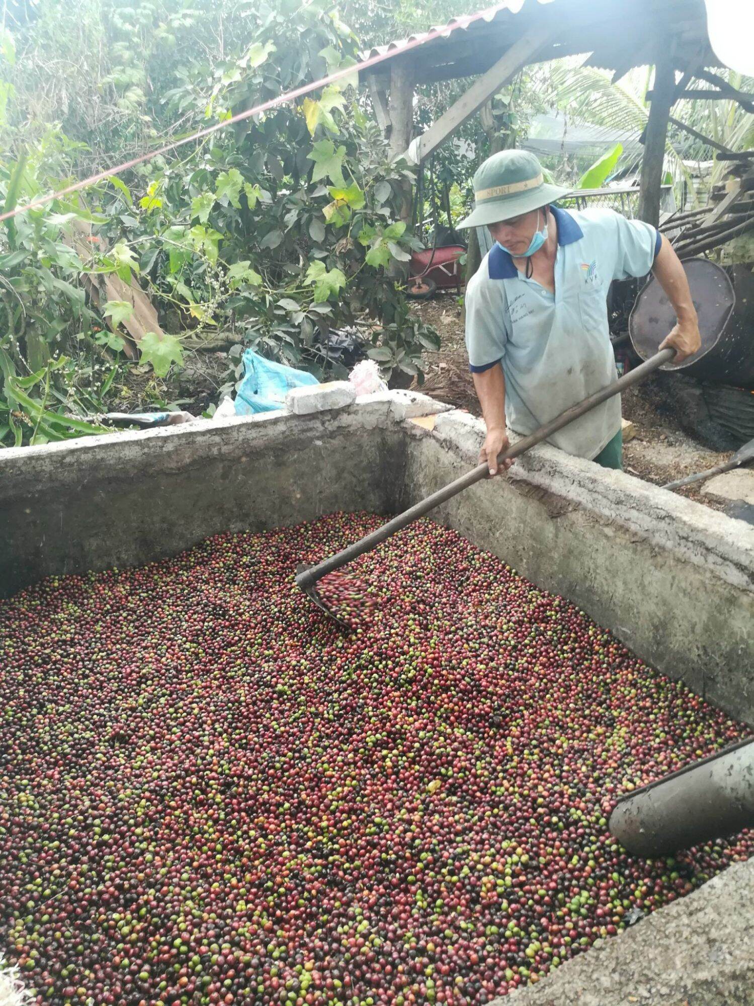 10 gói 500gr cà phê nguyên chất nhà làm