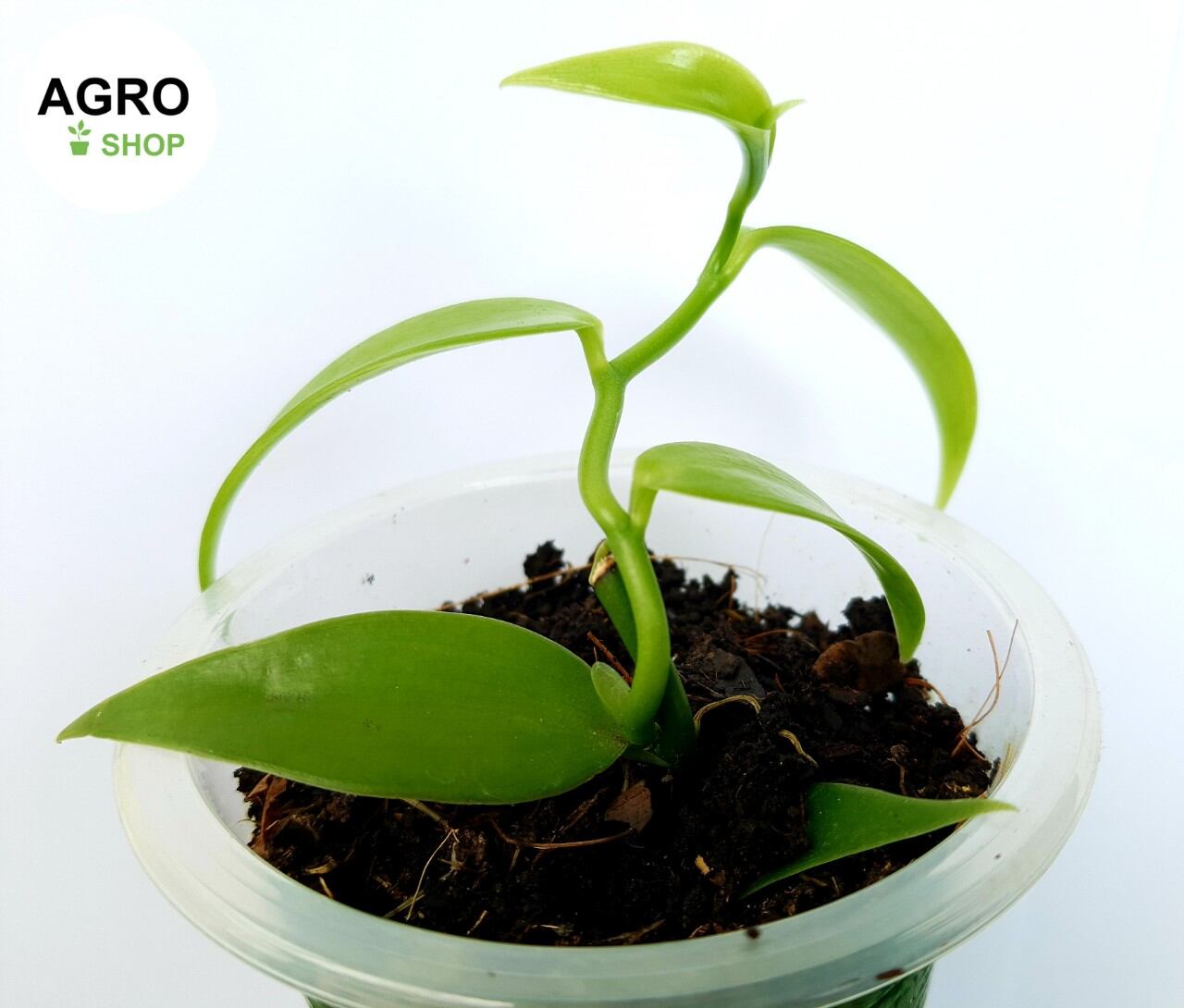 Lan vanilla giống | cây vani | cây vanilla | lan vani | vani | vanilla