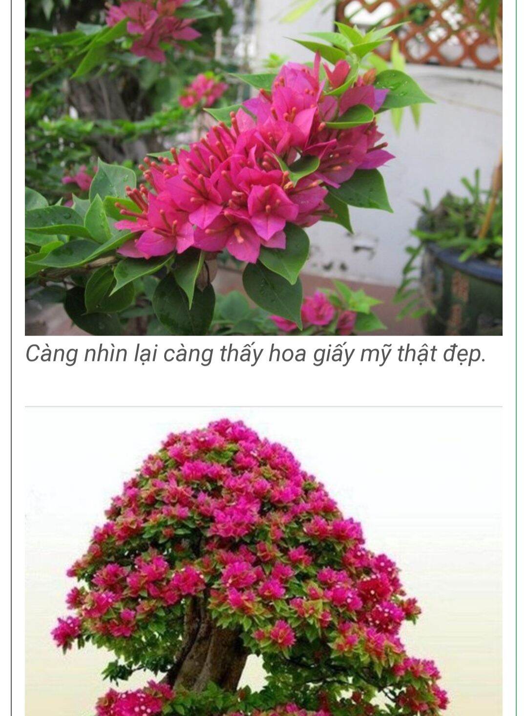 Combo 10 cây giấy mỹ giống