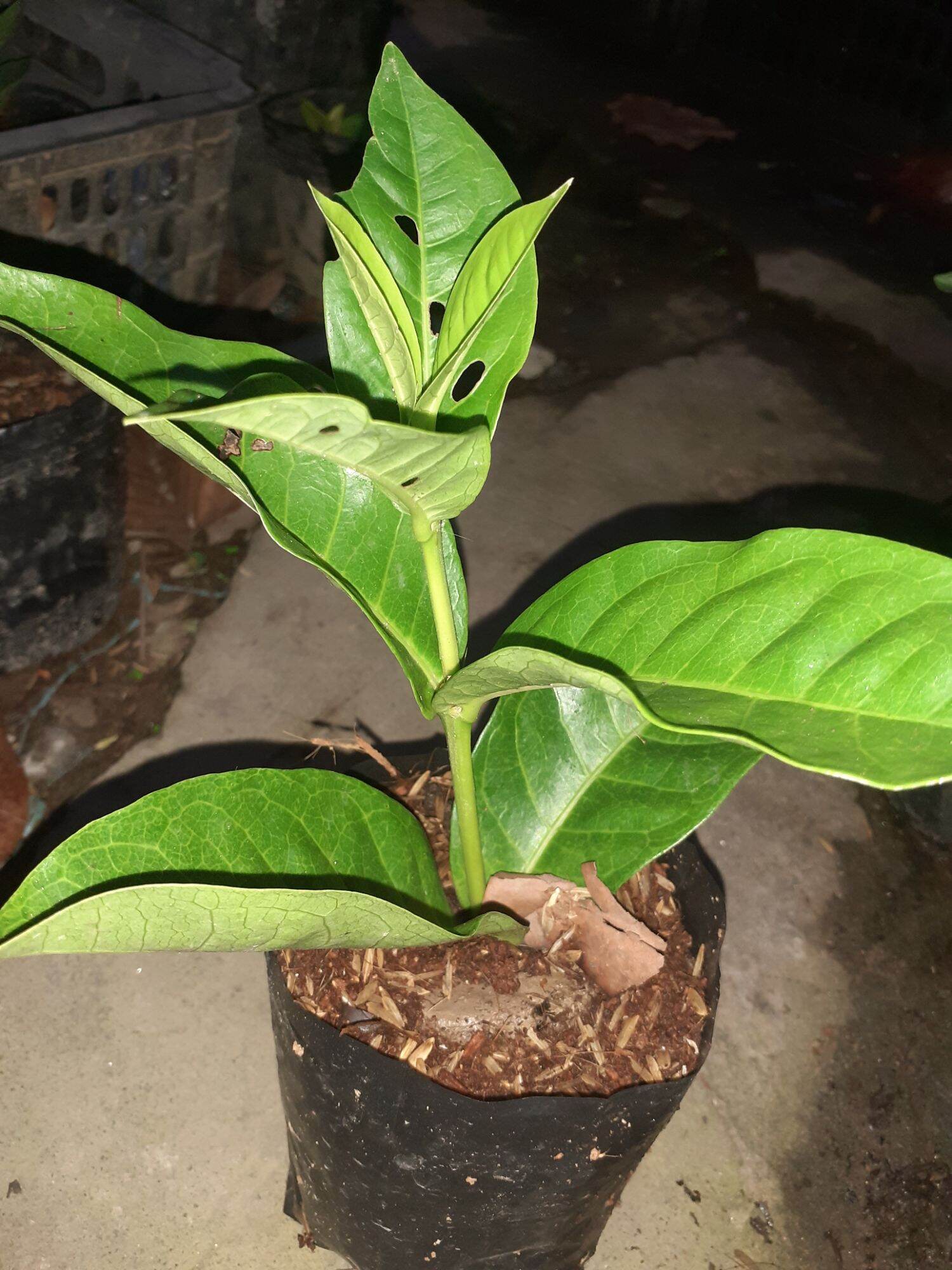 2 CÂY GIỐNG TRANG MỸ VÀNG CHANH
