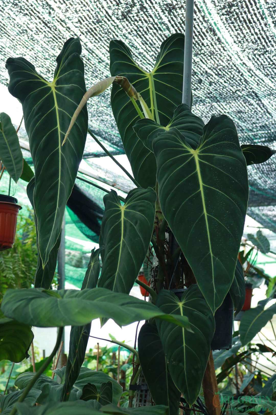 Cây philodendron melano
