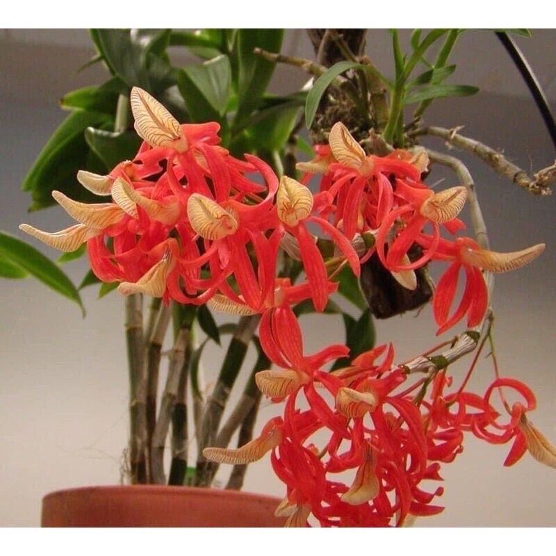 Hoa Lan Hoàng Thảo Lụa(1khóm )
