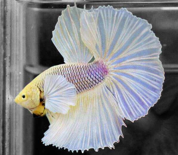 Betta Dumbo Yellow Halfmoon - Tay bơi to - trang trí hồ cá