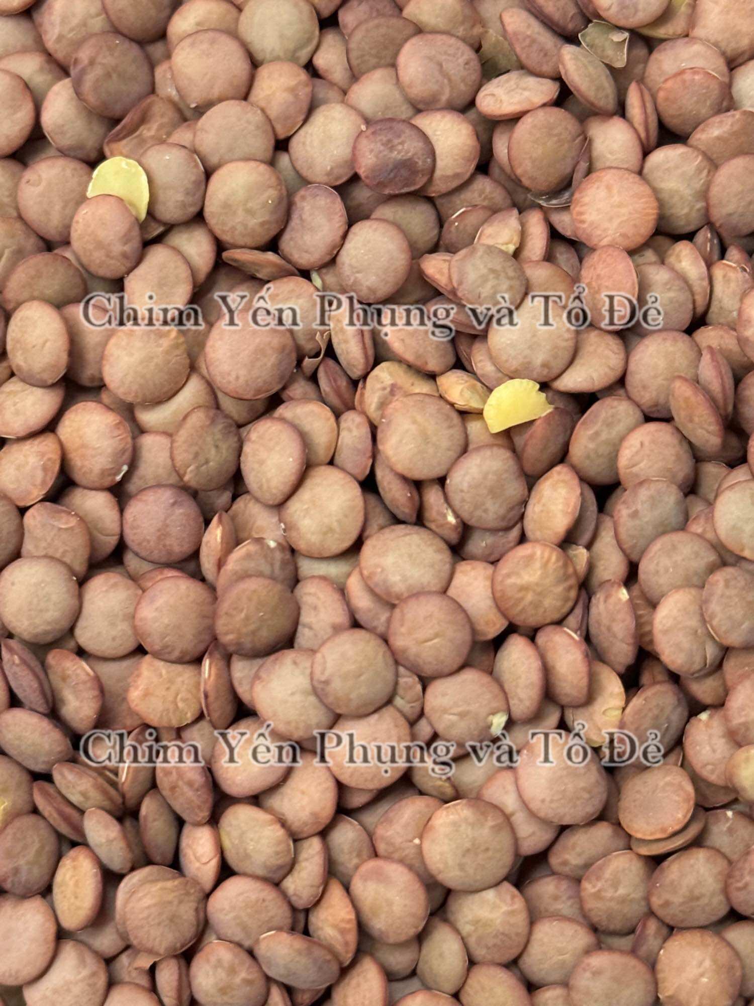 1kg đậu lăng xanh (green lentils) - xuất xứ: Canada 🇨🇦