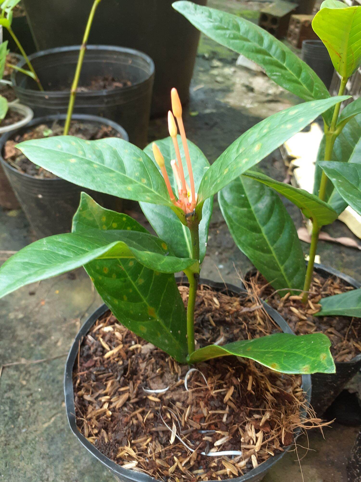 mỹ đỏ lá mỹ cam