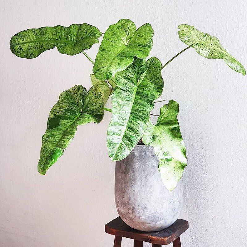 Cây Philodendron Paraiso Verde Variegated