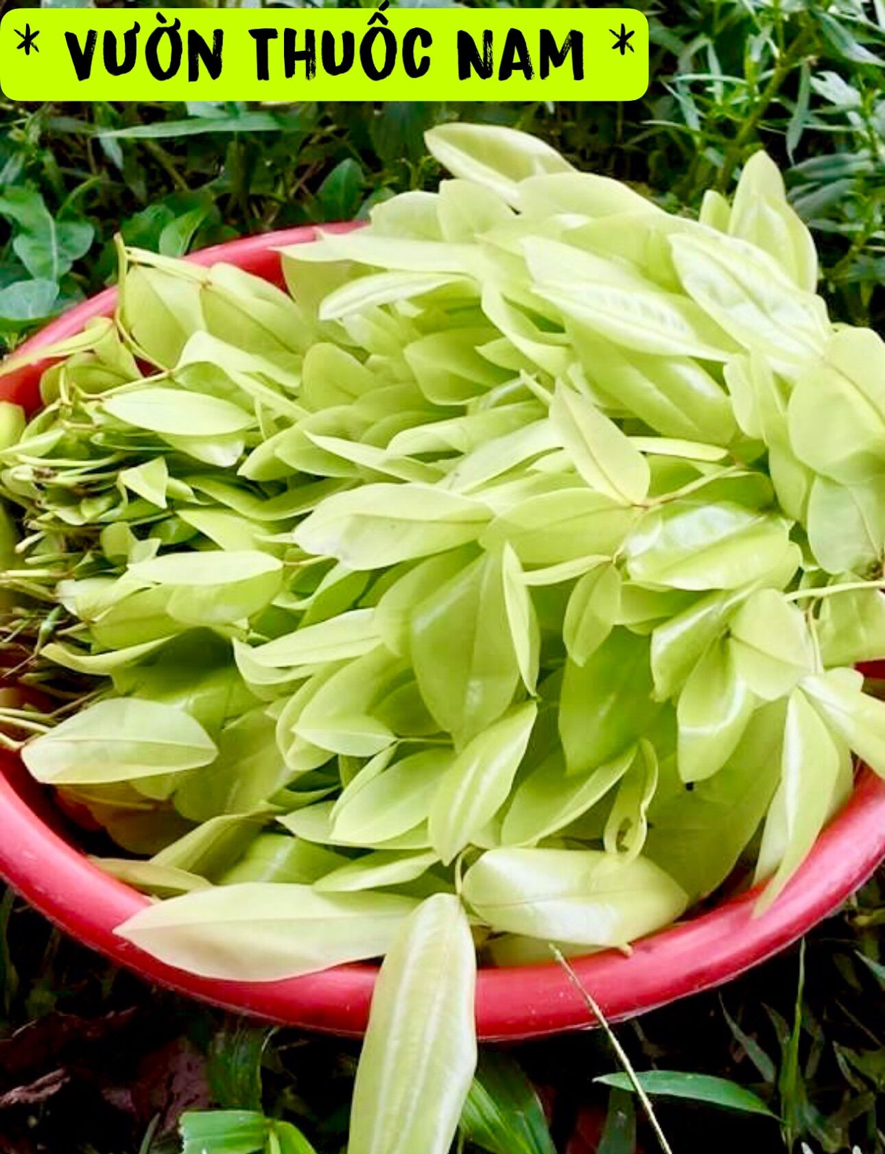 Combo 2 cây đọt lụa làm giống cây lá lụa miền tây cây đọt mọt giống cây đọt mót làm giống là ăn rất ngon