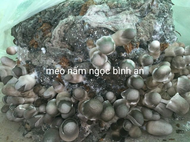 Combo 20 bịch meo nấm rơm NGỌC BÌNH AN