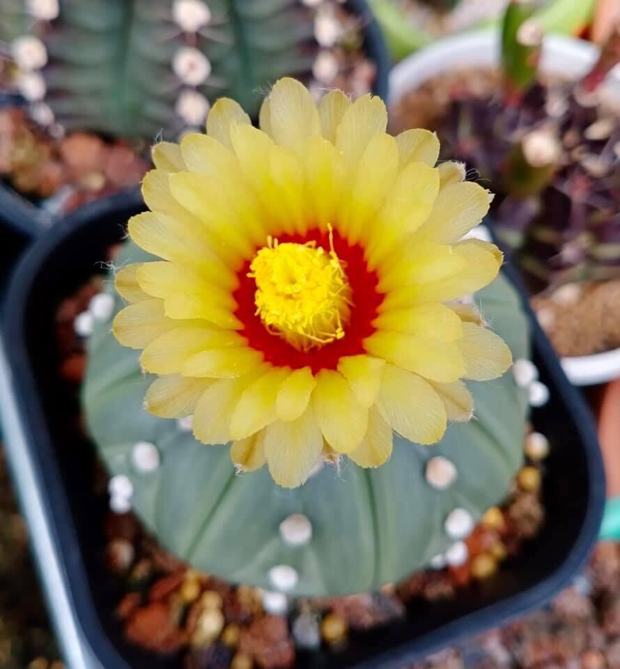 Xương rồng Aster hàng hạt size 5-8cm đang nụ