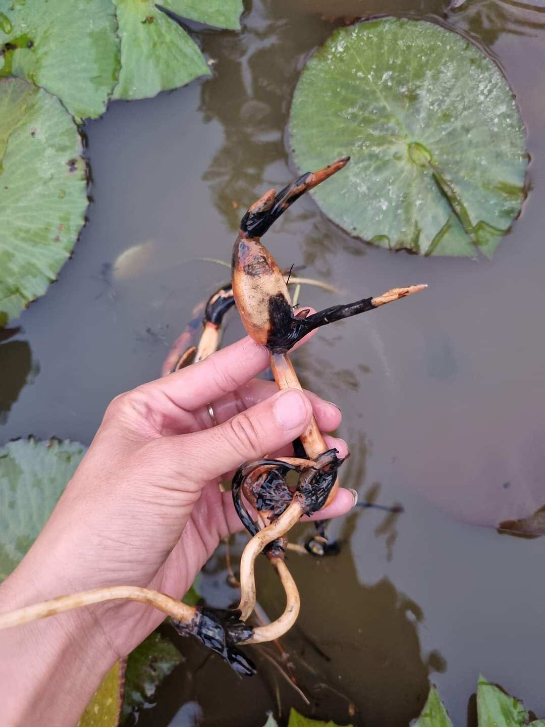 củ giống sen mini đỏ