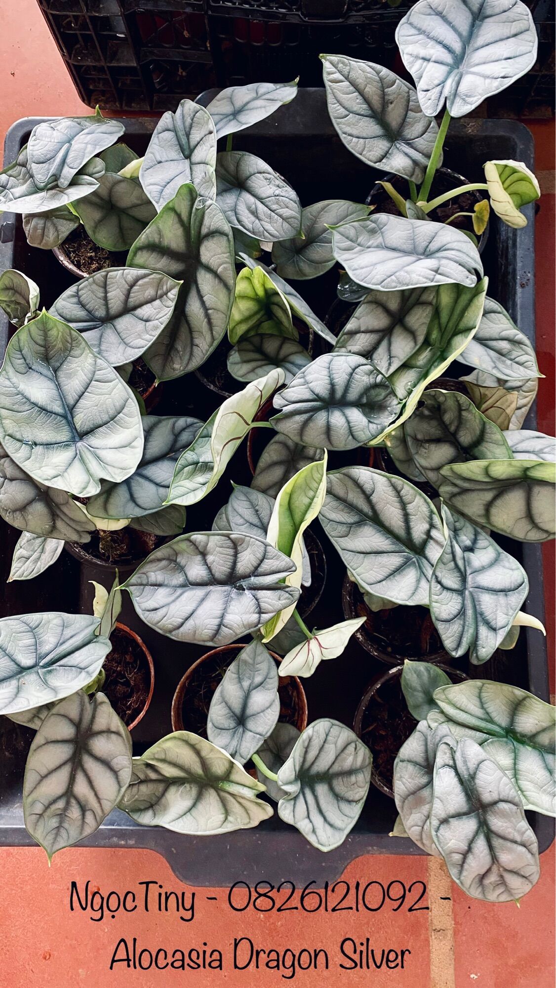Alocasia Dragon Silver - Cây Rồng Bạc ảnh thật