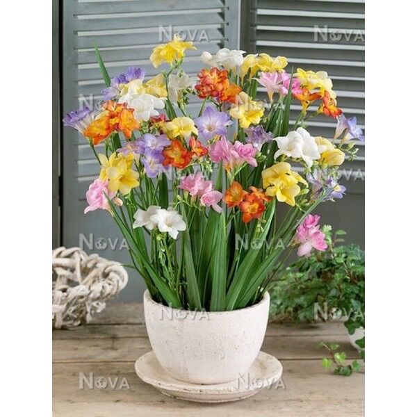 Cây giống địa lan Nam Phi (1cây)