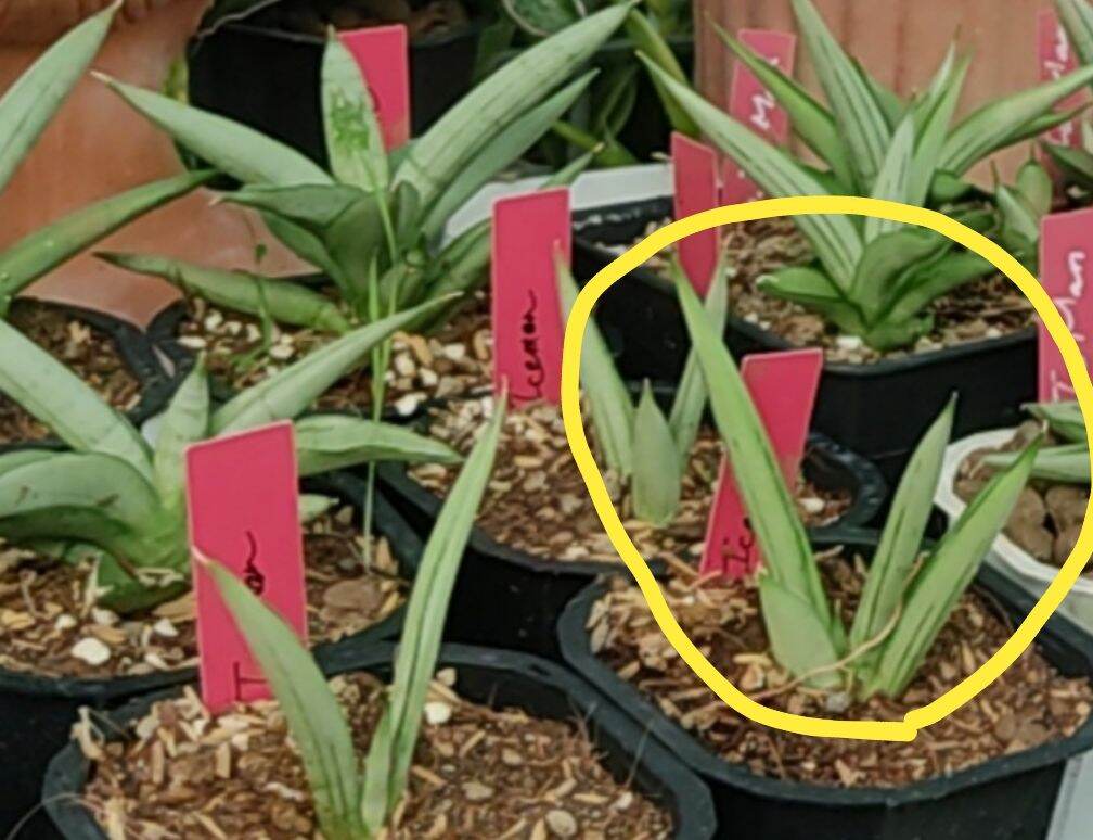 Cây lưỡi hổ lá tròn, da trắng - Sansevieria Ice Man, Iceman