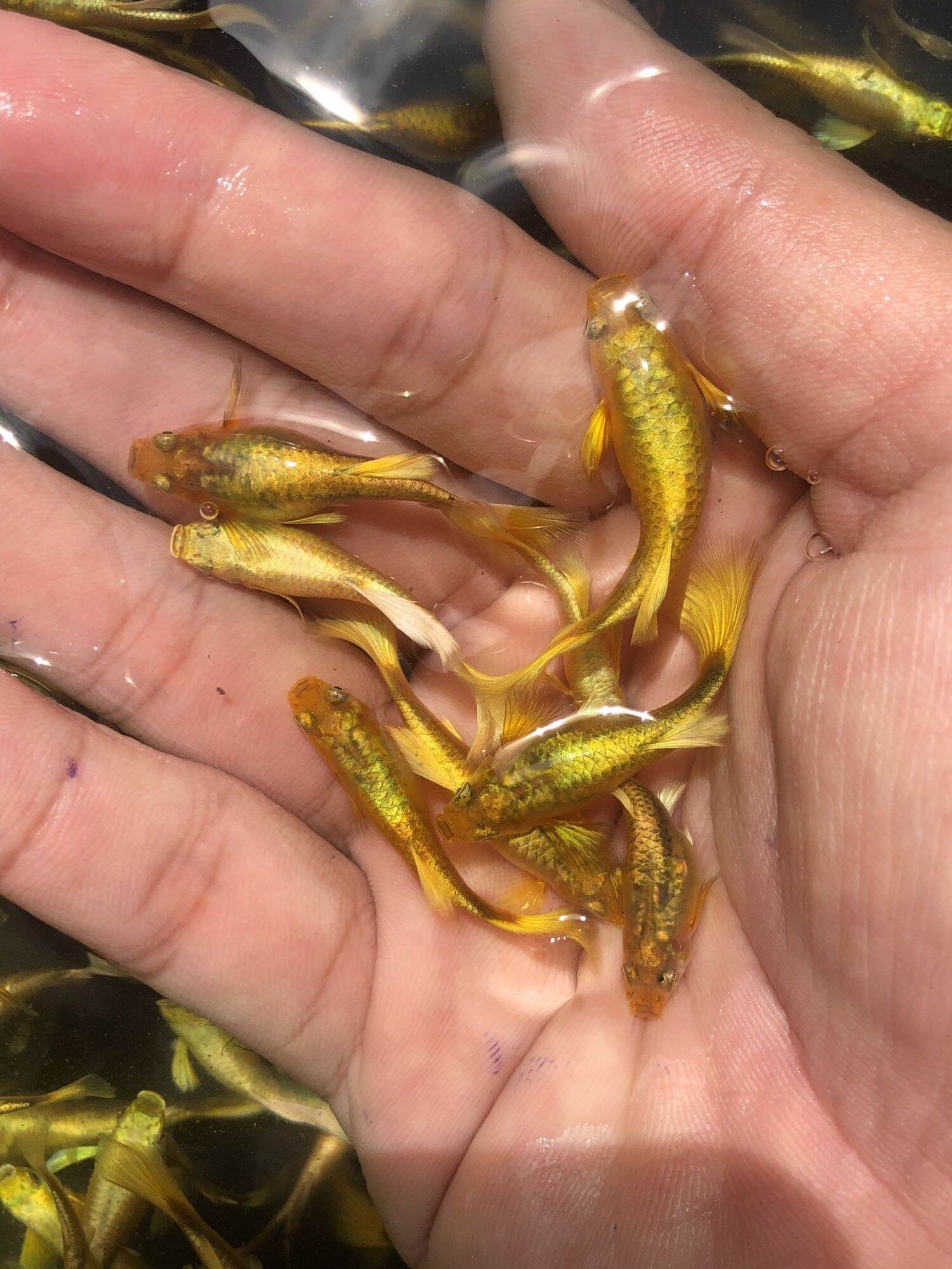 full gold - guppy trang trí hồ