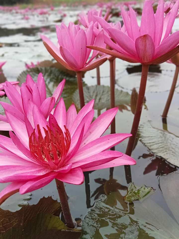 20 củ hoa súng đà lạt ăn ngó