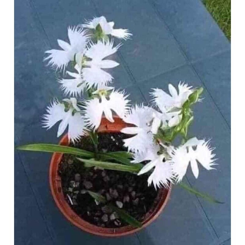 Hoa lan bạch hạc hải âu hoa tết