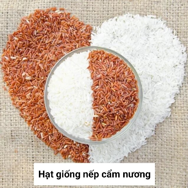 Hạt giống lúa nếp cẩm, nếp tím đen túi 1kg