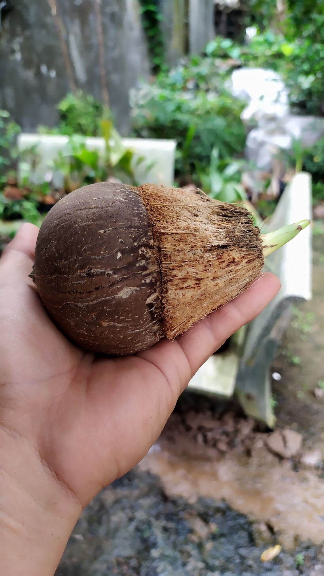 Phôi Dừa Bonsai mini - Đã đánh bóng gáo và lên lá